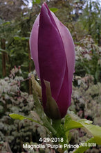 Magnolia 'Purple Prince'