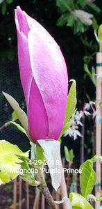 Magnolia 'Purple Prince'