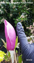 Magnolia 'Purple Prince'