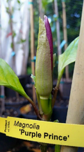 Magnolia 'Purple Prince'