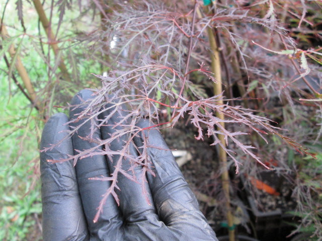 Red Filigree Acer Palmatum 'Red Filigree-Lace' Japanese Maples – Bleuwood Nursery