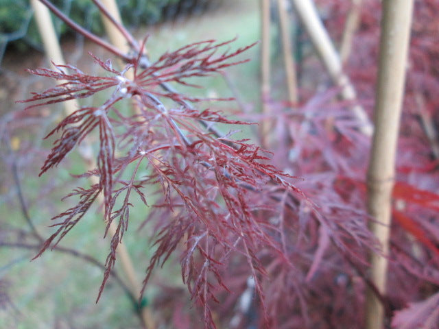 Red Filigree Acer Palmatum 'Red Filigree-Lace' Japanese Maples – Bleuwood Nursery