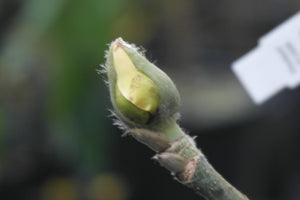 Magnolia 'Cameo'