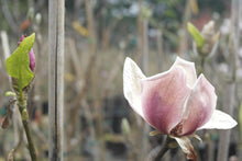 Magnolia 'Cameo'