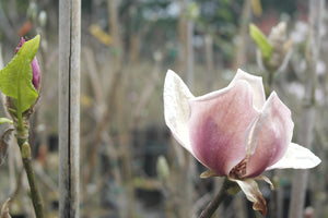 Magnolia 'Cameo'