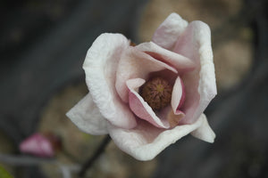 Magnolia 'Cameo'