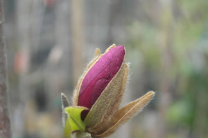Magnolia 'Black Tulip'