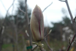 Magnolia 'Jon Jon'