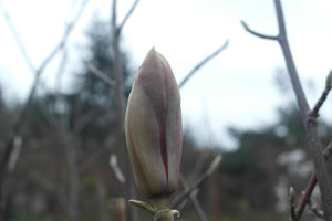 Magnolia 'Jon Jon'