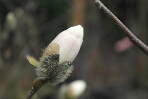 Magnolia 'White Rose'