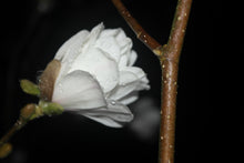 Magnolia 'White Rose'