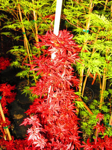 Acer Palmatum 'Shaina' Japanese Maples