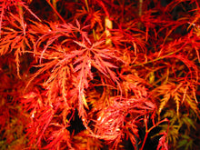 Acer Palmatum 'Seiryu' Japanese Maples