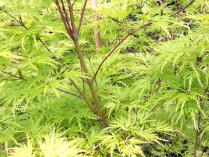 Acer Palmatum 'Seiryu' Japanese Maples