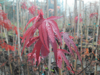 Acer Palmatum 'Shaina' Japanese Maples