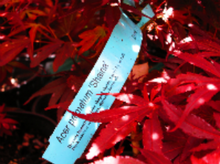 Acer Palmatum 'Shaina' Japanese Maples