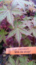 Acer Palmatum 'Shin de Shojo' Japanese Maples