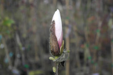 Magnolia 'Simple Pleasures'