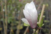 Magnolia 'Simple Pleasures'