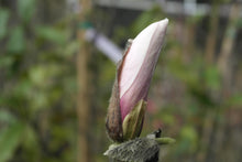 Magnolia 'Simple Pleasures'