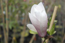 Magnolia 'Simple Pleasures'