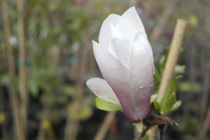 Magnolia 'Simple Pleasures'