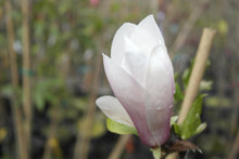 Magnolia 'Simple Pleasures'
