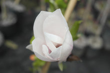 Magnolia 'Simple Pleasures'