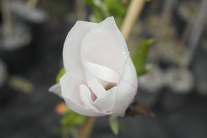 Magnolia 'Simple Pleasures'