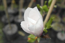 Magnolia 'Simple Pleasures'