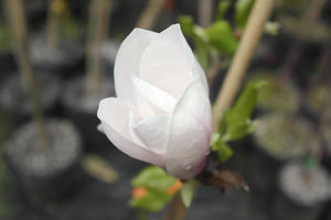 Magnolia 'Simple Pleasures'