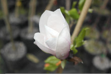 Magnolia 'Simple Pleasures'