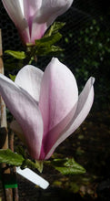 Magnolia 'Simple Pleasures'