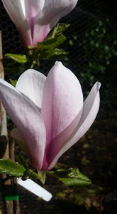 Magnolia 'Simple Pleasures'