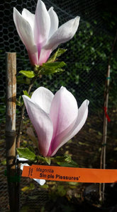 Magnolia 'Simple Pleasures'