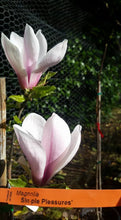 Magnolia 'Simple Pleasures'