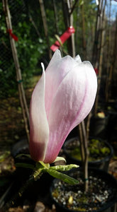 Magnolia 'Simple Pleasures'
