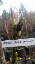 Magnolia 'Simple Pleasures'