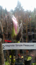 Magnolia 'Simple Pleasures'