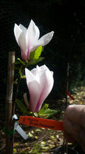 Magnolia 'Simple Pleasures'