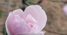 Magnolia 'Simple Pleasures'