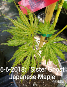 'Sister Ghost' Japanese Maple