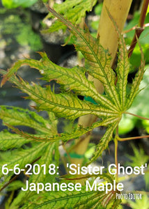 'Sister Ghost' Japanese Maple