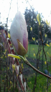 Magnolia x soulangiana