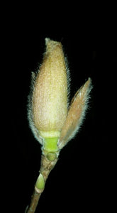 Magnolia x soulangiana