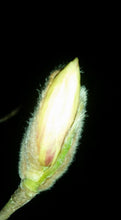 Magnolia x soulangiana