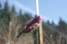 Magnolia x soulangiana