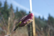 Magnolia x soulangiana