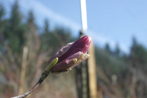 Magnolia x soulangiana