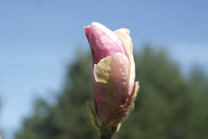 Magnolia x soulangiana